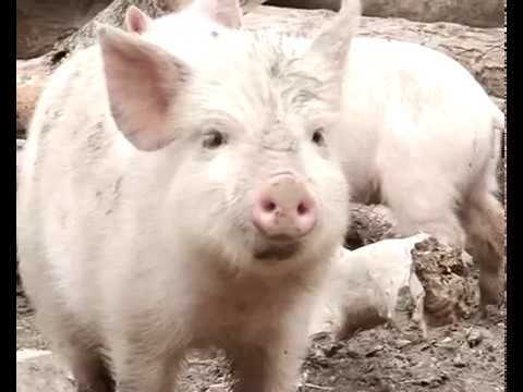 Видео: Сасинка   81 mp4