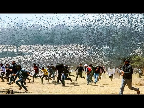 Видео: Нашествие Животных: Массовые Миграции и Вторжения в Цивилизацию
