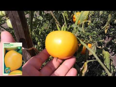 Видео: 005 Мои томаты - Розовый конус, Анна Герман, Черный трюфель, Сказка, Маруся. Купил домик в городке.