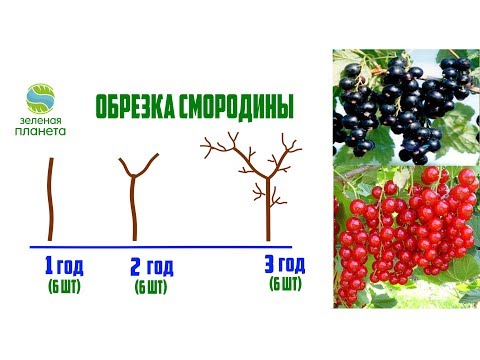 Видео: Обрезка смородины: когда и как правильно ее делать / Выращивание смородины