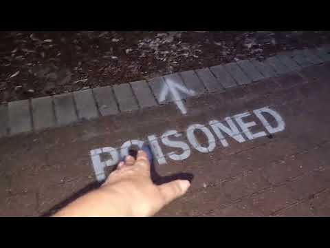 Видео: Штраф -  $ 1.000.000 . В Австралии с этим не шутят ! Элла Австралия