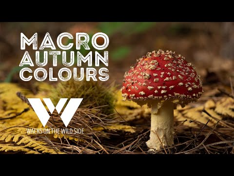 Видео: Макросъемка осенних красок — сфотографируйте грибы в красивых осенних цветах или крупным планом.