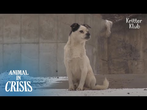 Видео: Что происходит с собакой после того, как ее выбросили из ниоткуда | Животное в кризисе EP247