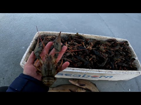 Видео: ловля Раков и рыбы зимой , раки из под льда в пруду возле дома