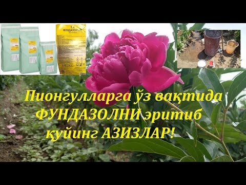 Видео: Пионгулларга ўз вақтида ФУНДАЗОЛНИ эритиб қуйинг АЗИЗЛАР!!! 10. 05.2023й.