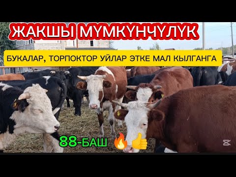 Видео: 88-БАШ УЙЛАР/БУКАЛАР/ТОРПОКТОР/САТЫЛАТ БИШКЕКТЕ ЛЕСНОЕ АДРЕС ДОСТОВКА БАР ✅