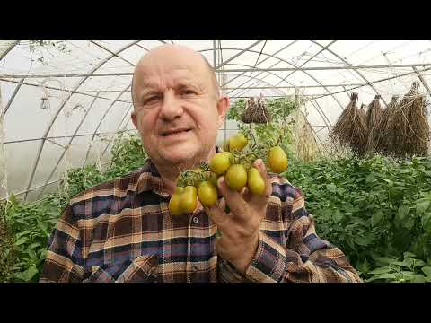 Видео: Не нравится ВКУС ПОМИДОРОВ? Вкус перцев, вкус огурцов и физалисов? Это легко исправить этим видео!