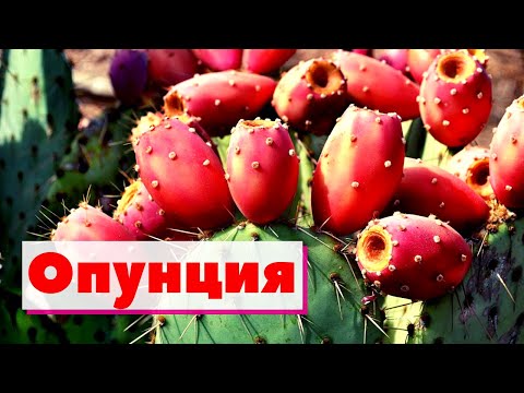 Видео: Опунция | Как это сделано