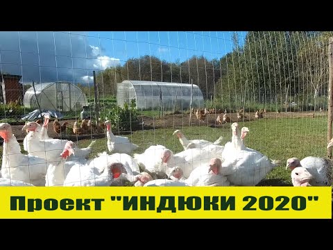 Видео: САМЫЙ ТЯЖЕЛЫЙ период в выращивании индюков!