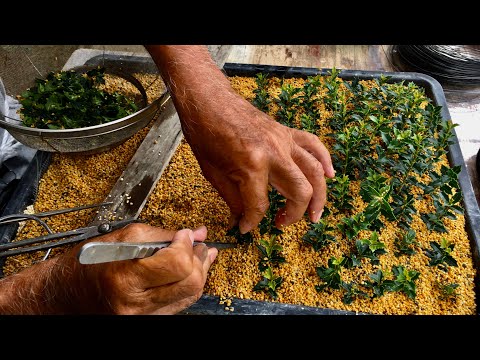 Видео: Если вы небольшой производитель бонсай, который может предвидеть тенденции, вы можете сделать