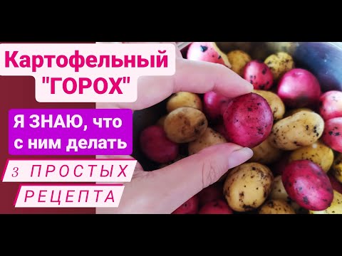 Видео: МЕЛКИЙ КАРТОФЕЛЬ - это тоже урожай! Как легко и вкусно его приготовить? Дача Удачи