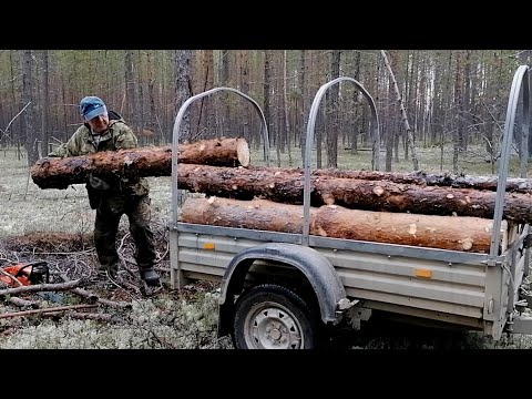 Видео: Зима близко, валежник греет.