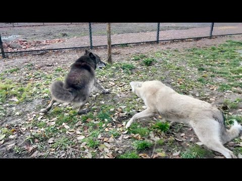 Видео: Волк Акела сильно ударился из-за Волэнда Луии. Алита решает все вопросы.