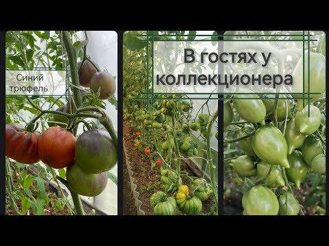 Видео: Что нового в 2022 у коллекционера томатов  Натальи Ёлушкиной ?