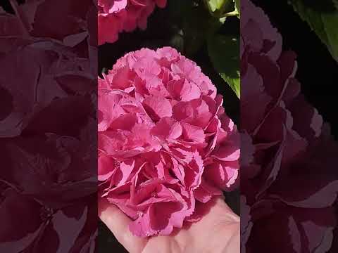 Видео: 26 августа 2025 г.