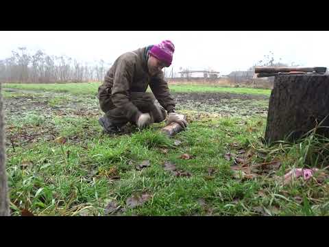 Видео: Слою бревно черемухи на ленту. Четвёртая серия.