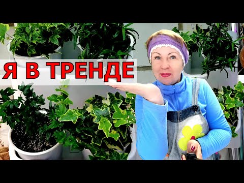 Видео: Купила фитомодуль, пересадка растений. Не отстать от тренда. Новая идея пришлась по душе