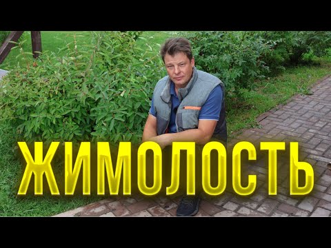 Видео: Жимолость, все от посадки до легкого сбора урожая или жимолость мечты