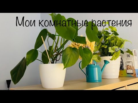 Видео: Моя коллекция комнатных растений 2021 🌿