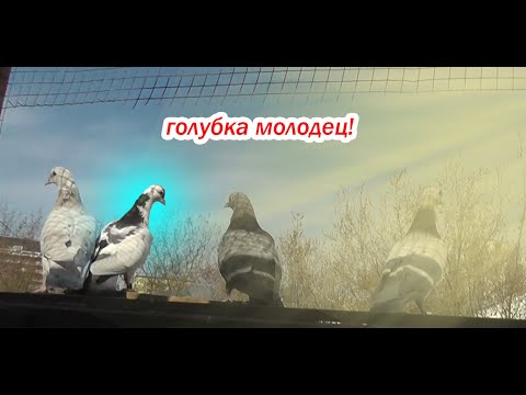 Видео: Чужая показывает на что она способна