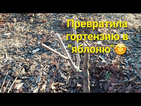 Видео: Обрезаю гортензию Сандей Фрайз.Исправляем ошибки 🌸