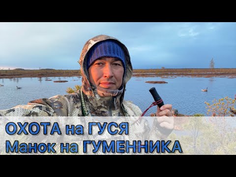 Видео: ОХОТА на ГУСЯ весна 2023. Манок на гуменника GOLDEN ROAR & PFG-15
