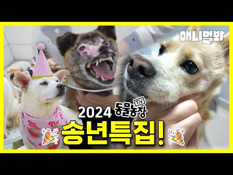 Видео: [ПОЛНЫЙ] Прощай, 2024! 🙌Обновления TV Animal Farm Star🐶🐱