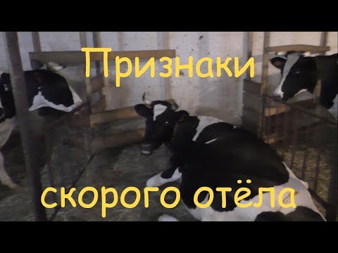 Видео: Признаки скорого отёла коровы // Деревня