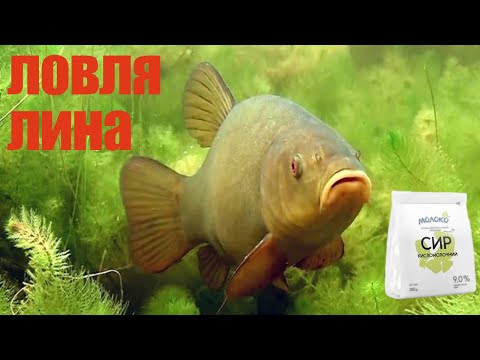 Видео: Ловля ЛИНА на Вудку. Цю прикормку ЛИН не пропустить!!!