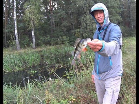 Видео: Рибалка на боковий кивок.🎣 Перша в цьому сезоні на річці Уж, і не погана вийшла, окунь🐳 хапав жадно.