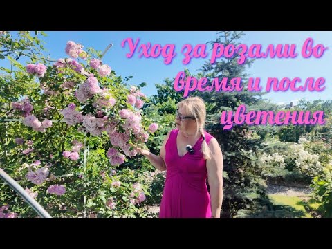Видео: Уход за розами во время и после цветения