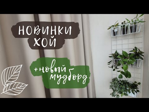 Видео: Новинки хой | Новый мудборд