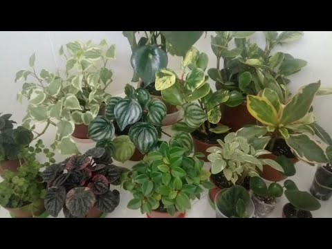 Видео: Комнатные цветы|Мои пеперомии.