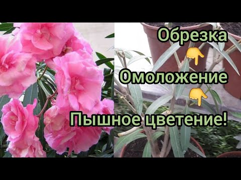 Видео: ОЛЕАНДР. Обрезка и формирование компактных крон.