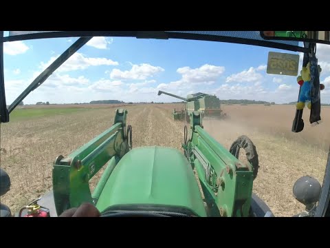 Видео: Rapša  kulšana / Уборка рапса / Raps harvest