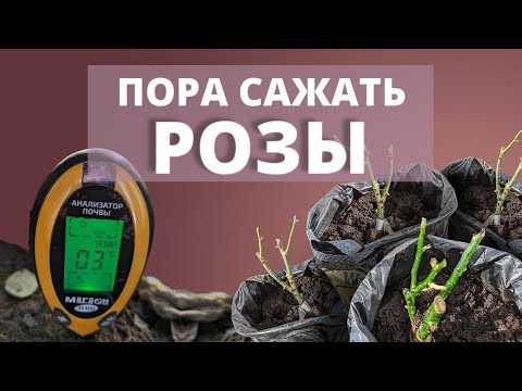 Видео: САЖАЕМ РОЗЫ! Куда, во что и с чем! 🌹 5 апреля 2024 г.