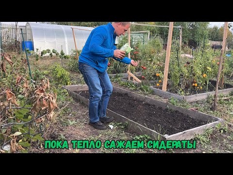 Видео: Пока тепло сажаем сидераты