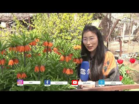 Видео: Баткендин символу болгон Айгүл гүлү үй шартында өстүрүлүп жатат