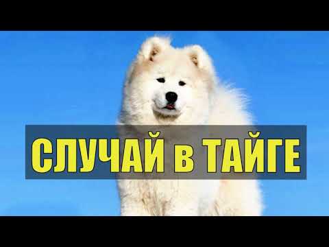 Видео: ОСТАВИЛИ СОБАКУ В ЛЕСУ СЛУЧАЙ В ТАЙГЕ ГЕОЛОГИ РАССКАЗ ИСТОРИИ ИЗ ЖИЗНИ ХОЗЯИН ТАЙГИ ВЕРНЫЙ ДРУГ