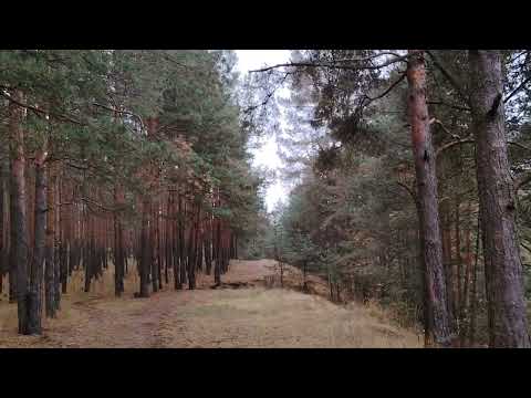 Видео: Как деньги и власть "портят" людей