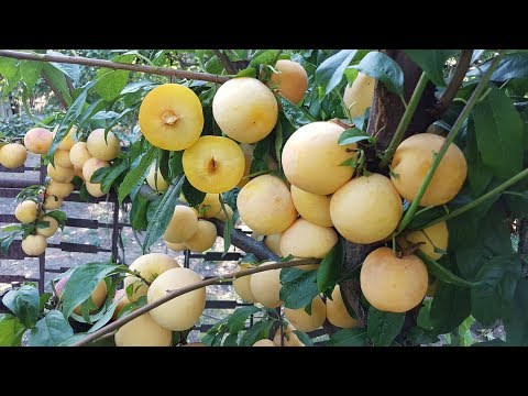 Видео: Слива диплоидная То Че Сан TC SUN*