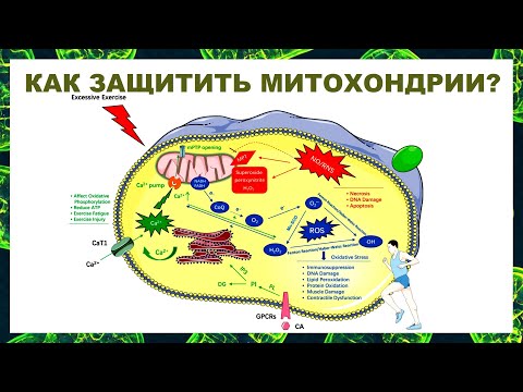 Видео: КАК ЗАЩИТИТЬ МИТОХОНДРИИ?