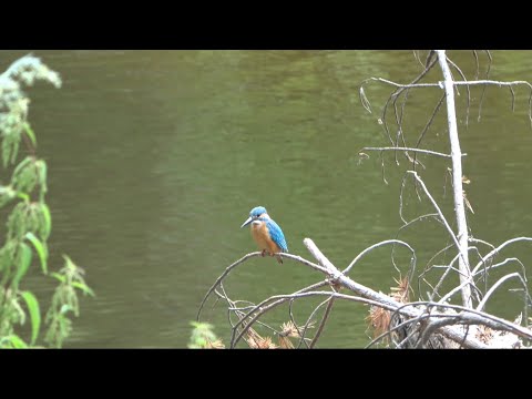 Видео: Барнаульский ленточный бор