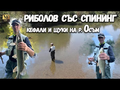 Видео: Риболов на кефали със спининг  по р.Осъм - Spinning Fishing