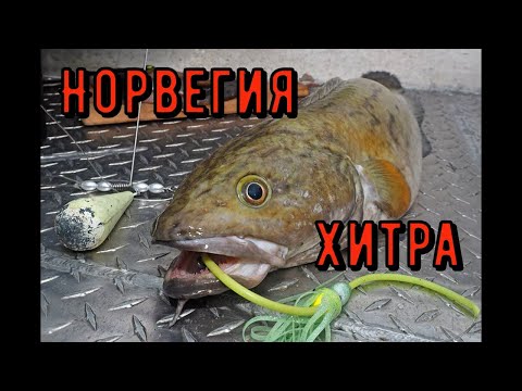 Видео: Норвегия. остров Хитра: Первый день рыбалки на море. рыбалка с лодки.