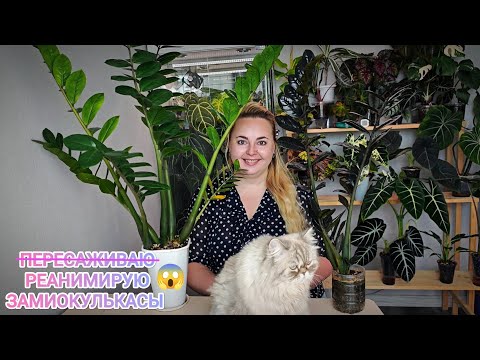 Видео: Хотела ПЕРЕСАДИТЬ за полчаса, а пришлось РЕАНИМИРОВАТЬ замиокулькас весь день😱но это и к лучшему😉