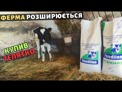 Видео: Ферма розширюється! Скупляю малі телята на відгодівлю. Як має виглядати телятко в 1,5 місяці.