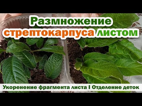 Видео: РАЗМНОЖЕНИЕ стрептокарпуса ЛИСТОМ. Укоренение листа стрептокарпуса