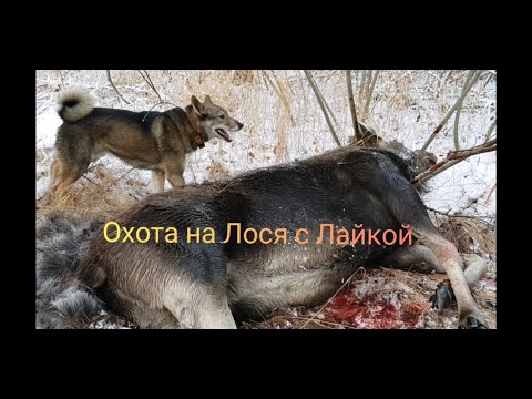 Видео: Охота на Лося с Лайкой