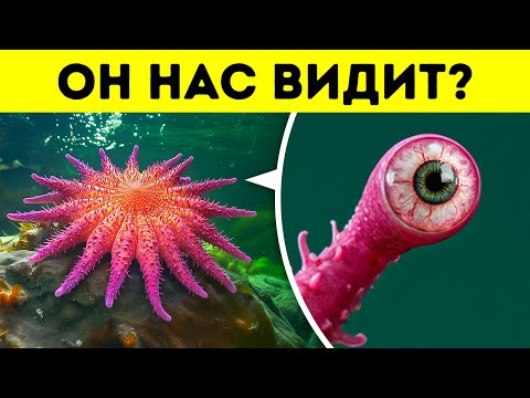 Видео: 100 фактов о животных, которые я обнаружил в тёмных уголках интернета